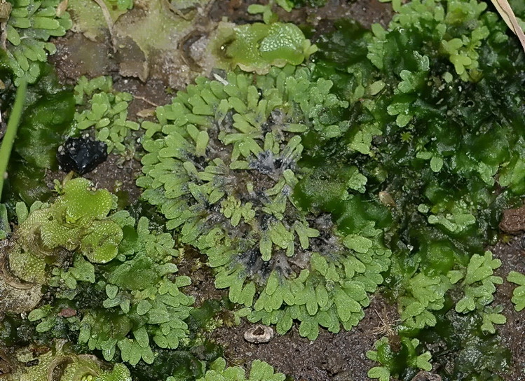 Riccia huebeneriana ?